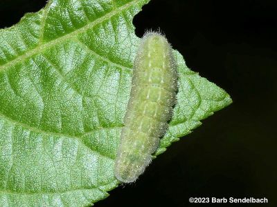 Banded Hairstreak Caterpillar